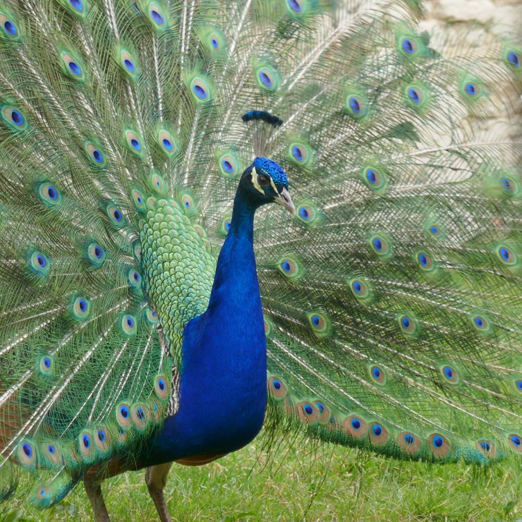 Welcome to Château Citran, the land of peacocks! - Looking for a fun and original visit? Visit Château Citran in Gironde