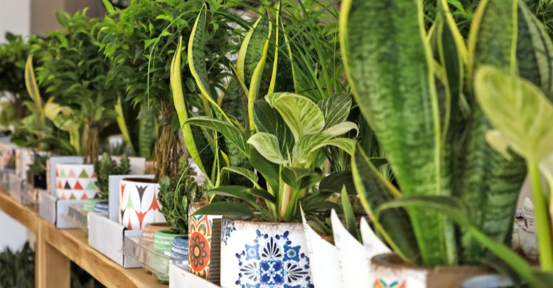Growing plants in an apartment: indoor cultiva ...