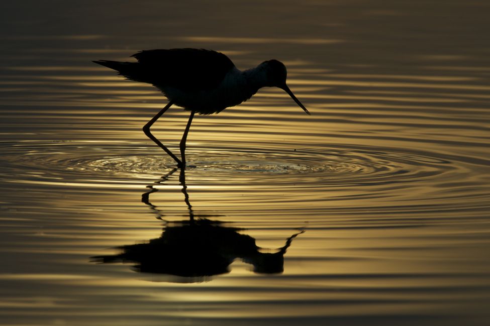 Réserve Orni­thologique du Teich ©Erick_Laucher