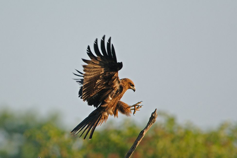 Réserve Orni­thologique du Teich ©Jacques_Gillon