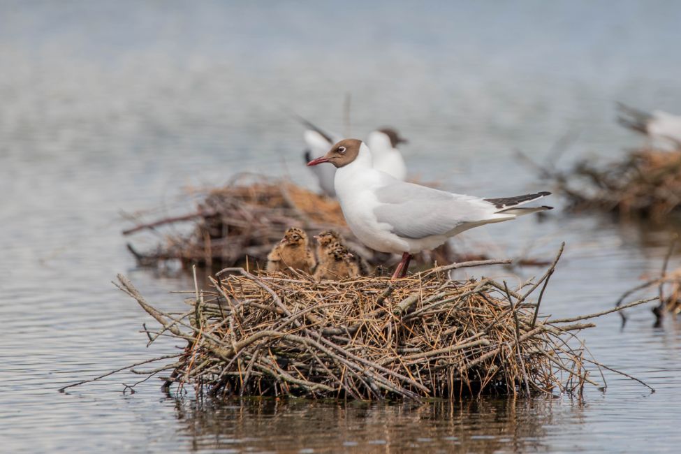 Réserve Orni­thologique du Teich ©Marion_Dal_Bello