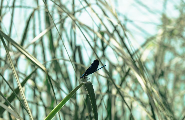 Réserve naturelle des dunes et marais d'Hourtin
