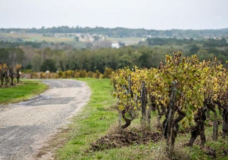 Sauternes wine making and tasting