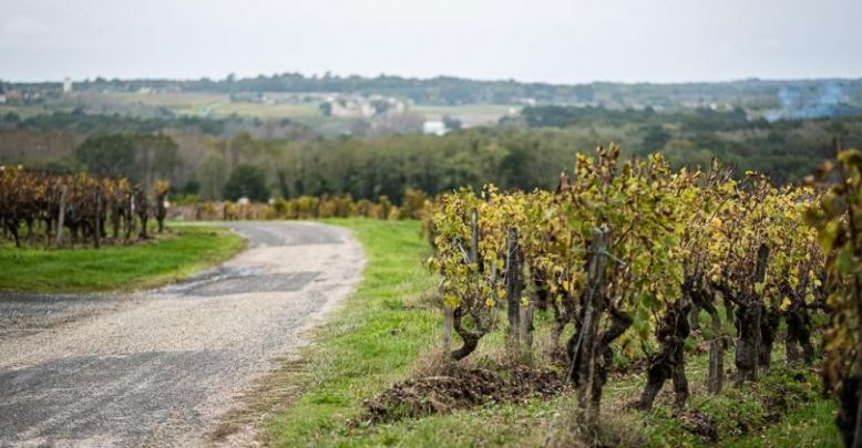 Sauternes wine making and tasting