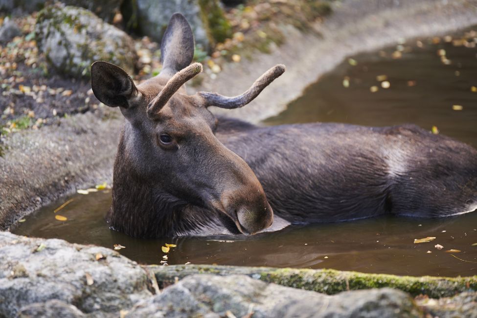 Bordeaux Pessac Zoo © Stéphane Adam