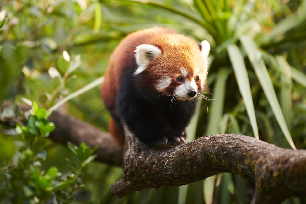 Bordeaux Pessac Zoo © Stéphane Adam