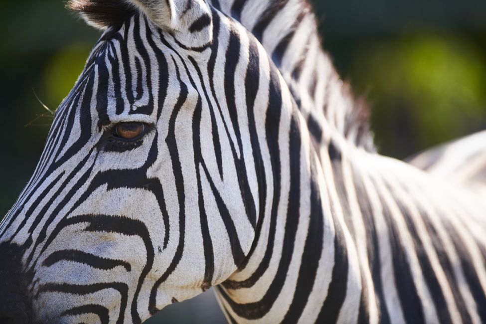 Bordeaux Pessac Zoo © Stéphane Adam